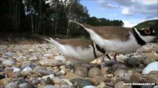 Flussregenpfeifer im Nationalpark DonauAuen  Charadrius dubius [upl. by Naamana]