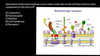 How bacteriophage attach to a host cell [upl. by Ok727]