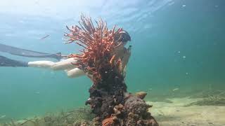 Busselton Jetty Dive [upl. by Anecuza]