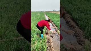 Watering process of wheat seedling field [upl. by Novah]