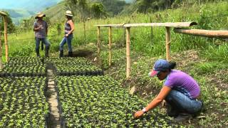 Producción de Maracuyá en Escuela de Campo [upl. by Zehc]