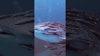 Remora Fish ☠️⚠️ fish shark facts amazingfacts viral trending shorts fact [upl. by Nnylodnewg]