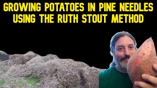 Can you Grow Potatoes In Pine Needles  Ruth Stout Variation [upl. by Rydder336]