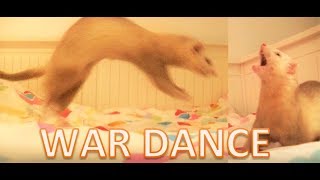 Ferret War Dance Compilation 1 [upl. by Josh]