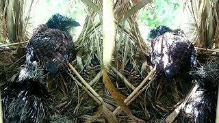 Greater coucals mother after feeding her children also feeds herself03  My Nest nests [upl. by Lawrence]