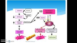 ISCHEMIA REPERFUSION INJURY [upl. by Latsyk]