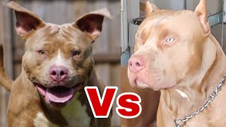 Crop vs Flop DON’T LIE TO YOURSELF  American Bully Ear Cropping [upl. by Roger]