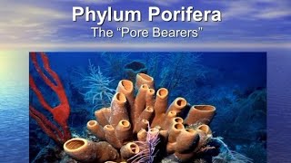 Phylum  porifera 3D animated videotrending shikshahouse best for neet [upl. by Acenes]