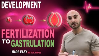 Introduction to Embryology  Fertilisation to Gastrulation Easy to Understand [upl. by Anavrin]