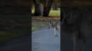 Kangaroo Jumping kangaroo [upl. by Yraccaz263]