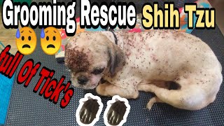 Grooming Rescue Shih Tzu  Mj Farm Life [upl. by Roye]