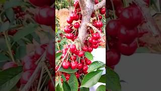 New technique for growing cherry tree cherry cherrygrafting farming viral shorts [upl. by Ibot]