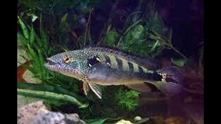 PIKE CICHLIDS FISH [upl. by Rieger]