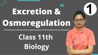 Excretion and Osmoregulation Class 11th Biology Part 1 [upl. by Hedy430]