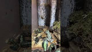 Flying frog 🐸 frog treefrog paludarium youtubeshorts [upl. by Jeniece186]