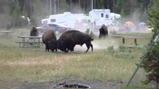 Combat Bison camping Yellowstone Aout 2010 [upl. by Teerell]