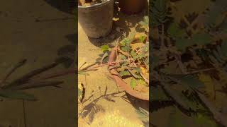 Mimosa pudica plant  Touch me not plant  youtube shorts viralshorts plants pudicha [upl. by Kalindi]