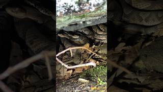 Pile of Copperheads in the North Georgia Mountains [upl. by Eyllom]