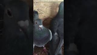 Stichelbaut pigeons breeding pair  8 2024  wwwstichelbautpigeonscom [upl. by Anawk]