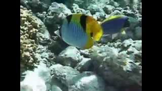 Chaetodon falcula  Blackwedged butterflyfish [upl. by Nette502]