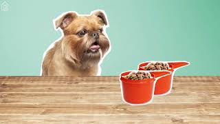 The Ultimate Guide to Owning a Brussels Griffon What You Need to Know [upl. by Maisie]