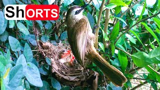 Yellowvented Bulbul Feeding Chicks a Spider and Big Fruits – Baby Birds Are Growing Well [upl. by Yrol]