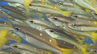 Schooling Fish  Reef Life of the Andaman  Part 15 [upl. by Feodor]