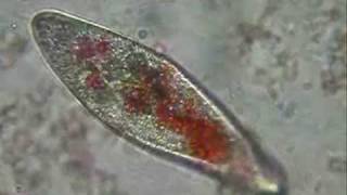 Paramecium eating pigmented yeast [upl. by Anasor]