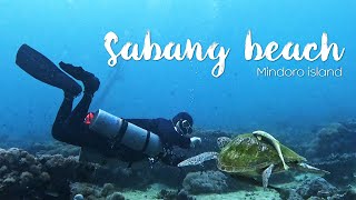 🇵🇭Sabang Beach 02 사방렉Sabang Wreck amp 몽키비치Monkey Beach  필리핀 바닷속 한국인 추모비  사방시내투어 [upl. by Cela998]