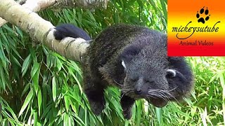 Sleepy Rare Binturong Bearcat [upl. by Nattirb841]