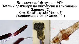 Малый практикум 12 занятие Отдел Basidiomycota часть 1 [upl. by Anahoj]