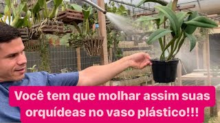 FAÇA ISSO PARA MOLHAR SUAS ORQUÍDEAS EM VASO PLÁSTICO DO JEITO CERTO [upl. by Brice659]