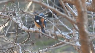 ジョウビタキDaurian redstart♂ ペリット pellet を出します。 [upl. by Burkle]