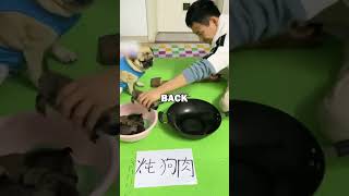 PUG PLAYS ROCK PAPER SCISSORS pugs pug dogs animalstories funny cute [upl. by Napra]