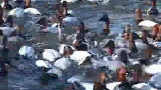 Canvasbacks Photography Chesapeake Bay Maryland [upl. by Carnes157]