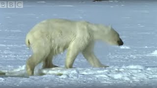 Polar Bear Hunts Beluga Whales  Blue Planet  BBC [upl. by Marylin]