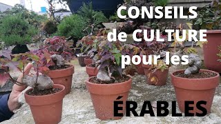 Conseil sur la culture des érables en bonsai [upl. by Douglas846]