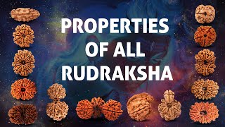 Properties of 121 mukhi Gaurishankar Trijuti Garb Gauri Rudraksha  Benefits of Rudraksha beads [upl. by Aliuqahs]