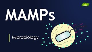 MicrobialAssociated Molecular Patterns  MAMPs  Immunology  Full Lecture  Basic Science Series [upl. by Ogir702]