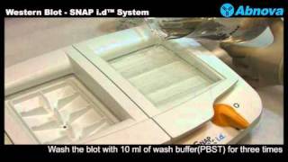 Western Blot  SNAP id™ System [upl. by Ambrosine]