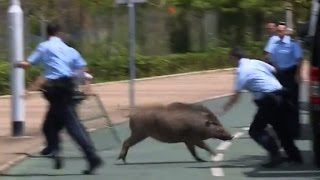 Police scramble to capture wild boar [upl. by Sousa]