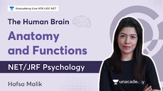 The Human Brain Anatomy and Functions  NETJRF Psychology  Hafsa Malik  NTA UGC NET [upl. by Ffoeg31]