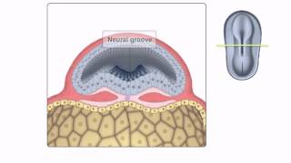 General Embryology  Detailed Animation On Neurulation [upl. by Ymmac]