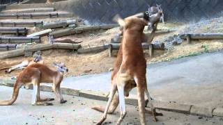 笑えるカンガルーボクシング Hilarious Kangaroo boxing 仲裁者の小馬鹿にした態度 [upl. by Radec709]