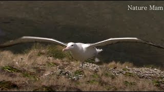 Albatross takeoff runway [upl. by Yenruoc]