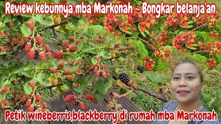 PERDANA PANEN WINEBERRY DI KEBUNNYA MBA MARKONAH‼️Bongkar belanjaanBantu momong mba Markonah [upl. by Bear95]