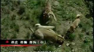 Turkish Kangal Dogs vs Tigers amp Lions [upl. by Farrish389]