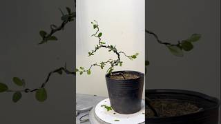 Creating a small mini bonsai tree is easy for beginners [upl. by Assiluj438]