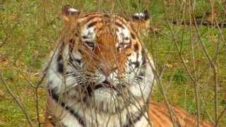 Sibirischer Tiger Jegor  Sibirian Tiger Jegor  Tierpark Hellabrunn [upl. by Rodina]