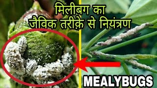 mealybug  how to control white mealybugs  मिलीबग का जैविक तरीक़े से नियंत्रण [upl. by Davine]